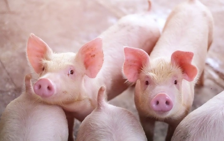 Ditemukan Peneliti Tiongkok, Flu Babi Baru Diklaim Belum Ada di Indonesia
