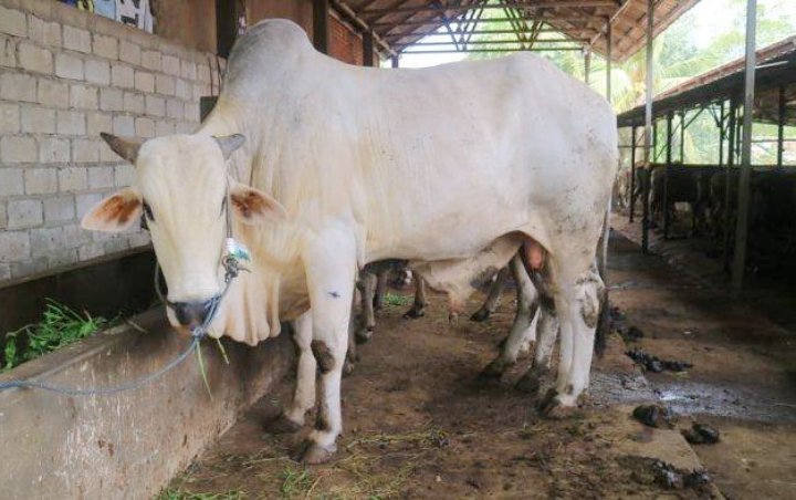 Pandemi Corona, Harga Sapi Kurban Merosot Jelang Idul Adha Bikin Pedagang 'Menjerit'