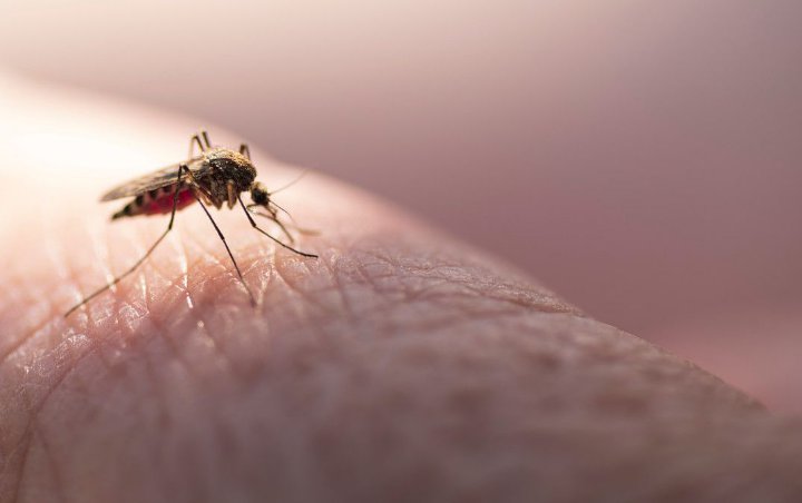 Respon Peneliti Soal Kemungkinan Virus Corona Menyebar Lewat Gigitan Nyamuk