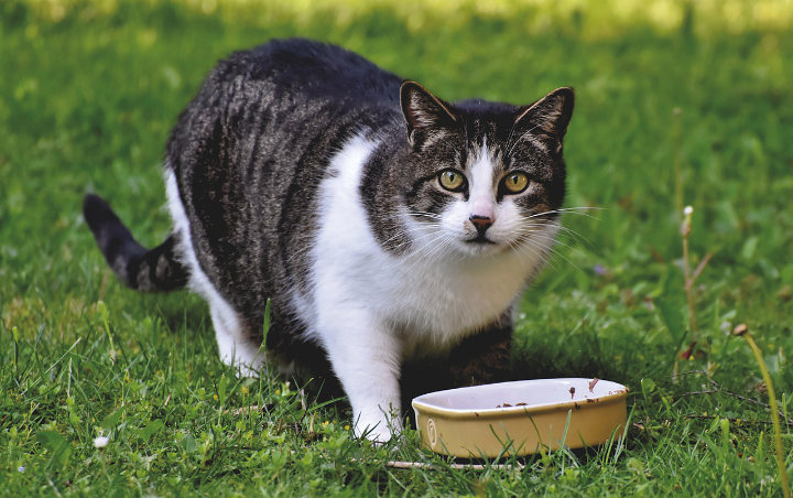 Jangan Asal Memberi! 8 Makanan Manusia Ini Ternyata Berbahaya Dan Beracun Untuk Kesehatan Kucing