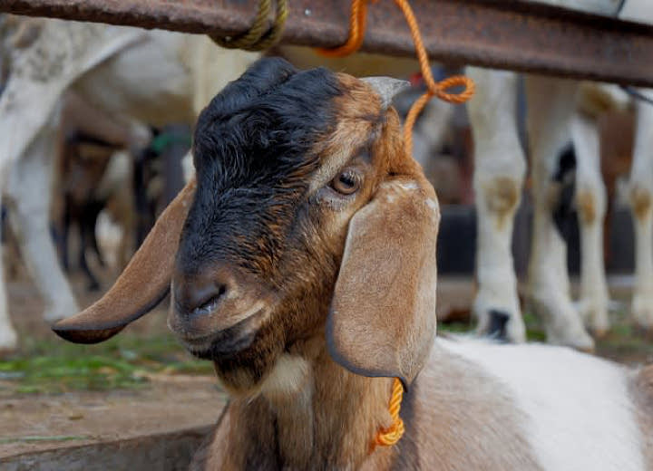 Enggak Hanya Kesehatannya, Ini 7 Tips Memilih Hewan Qurban Yang Baik
