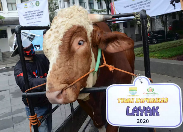 Pastikan Hewan Sehat Dan Tidak Berpenyakit