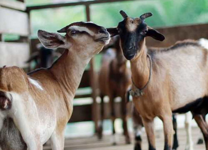 Jangan Sampai Hewan Qurban Memiliki Cacat