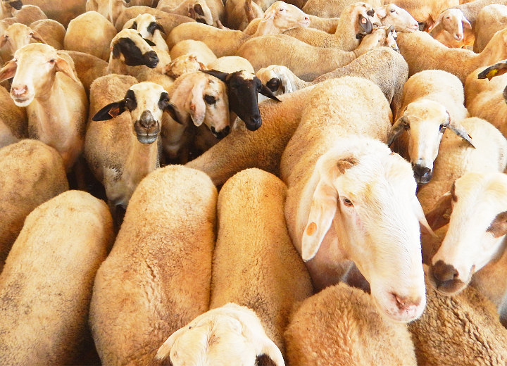 Pastikan Organ Tubuh Hewan Qurban Sehat Dan Bersih