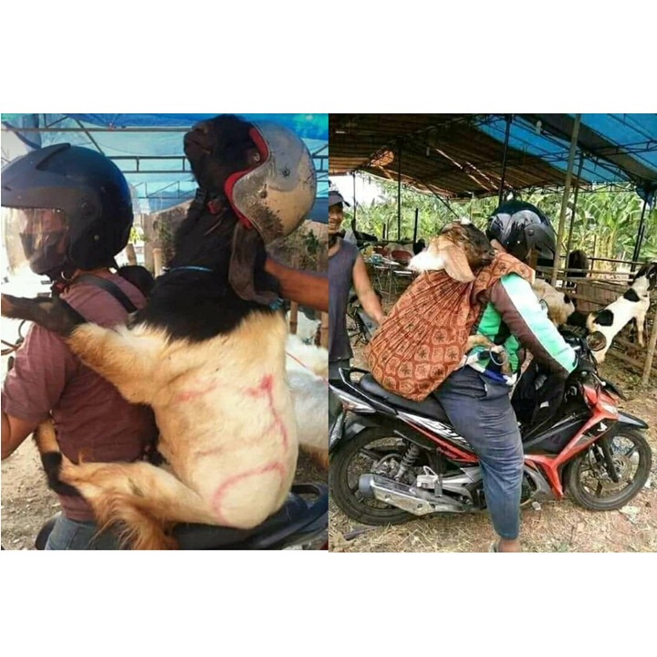 Uniknya Idul Adha di RI, Kambing Diantar Ojol Sampai Gilang \'Fetish Kain Jarik\' Ikut Disinggung-1