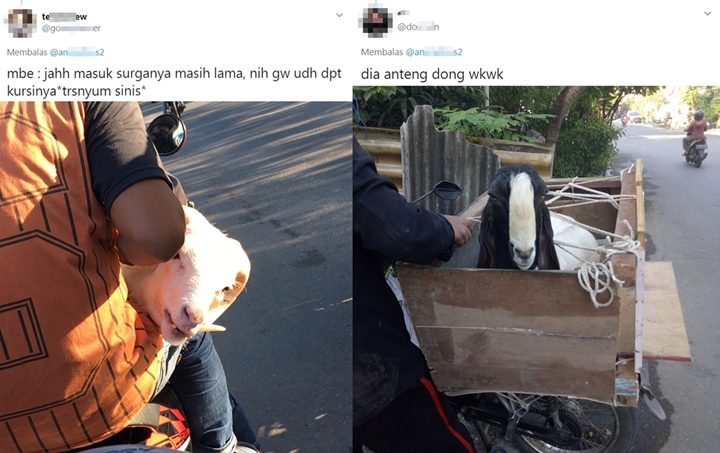 Uniknya Idul Adha di RI, Kambing Diantar Ojol Sampai Gilang \'Fetish Kain Jarik\' Ikut Disinggung-2