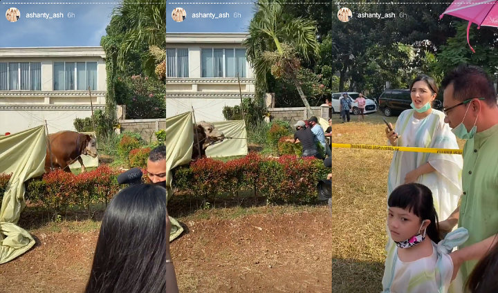Wajah Ashanty Panik Abis, Sapi Kurbannya Ngamuk Saat Akan Disembelih
