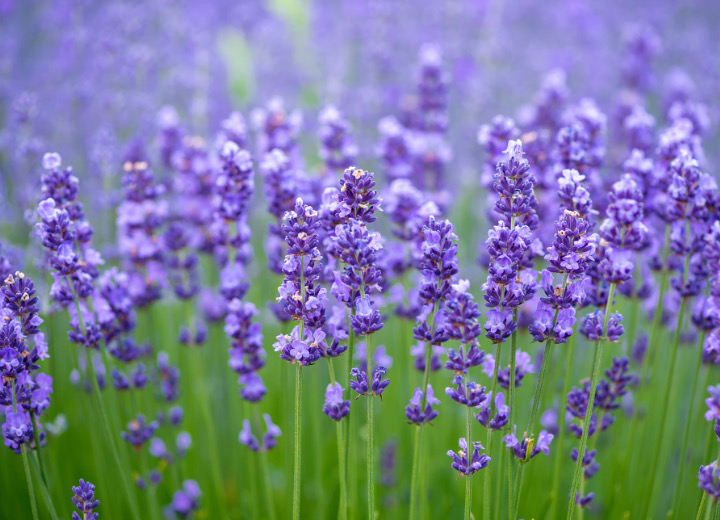 Bunga Lavender