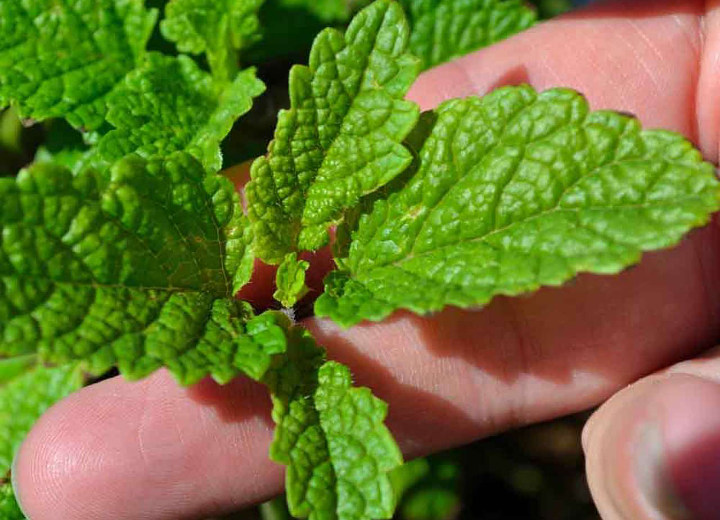 Lemon Balm