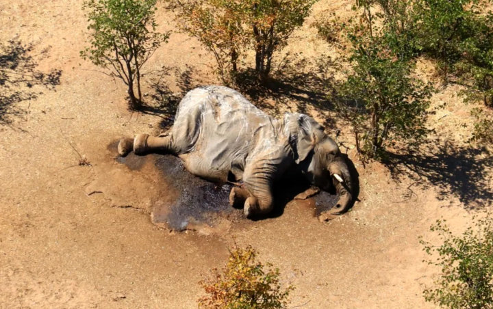 Sempat Misterius, Penyebab Kematian Ratusan Gajah di Afrika Terungkap