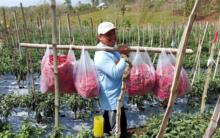 Pandemi Corona, Ini Alasan Pertanian Tetap Kokoh Meski Ekonomi RI Anjlok 5,3 Persen 