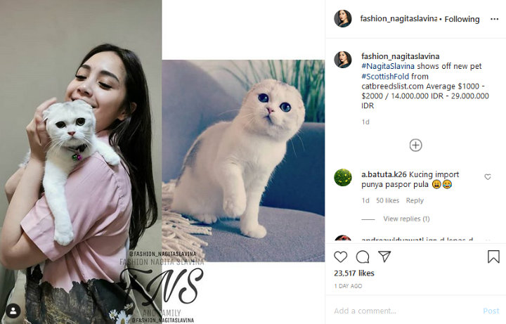 Gemes Banget, Kucing Sultan Nagita Slavina Seharga Puluhan Juta Ternyata Sudah Punya Paspor