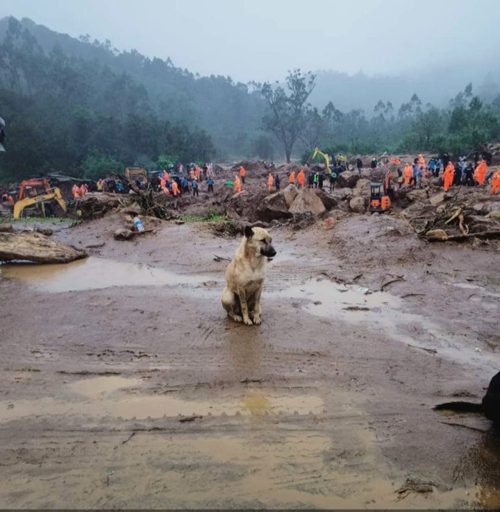 Anjing Menanti Majikan 1