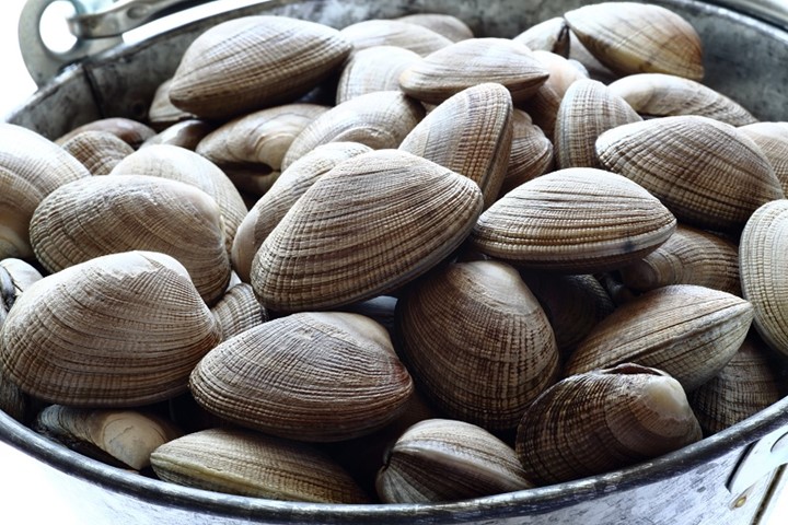 Pilih Kerang yang Segar