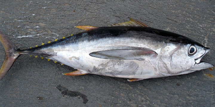 Makanan Bermerkuri Tinggi