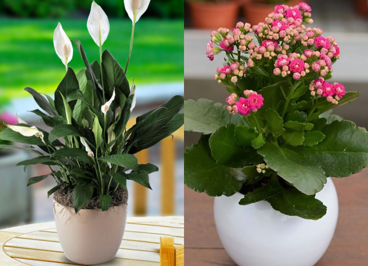 Bisa Jadi Ide Bisnis Saat Pandemi Ini 7 Tips Mudah Untuk Memulai Budidaya Tanaman Hias