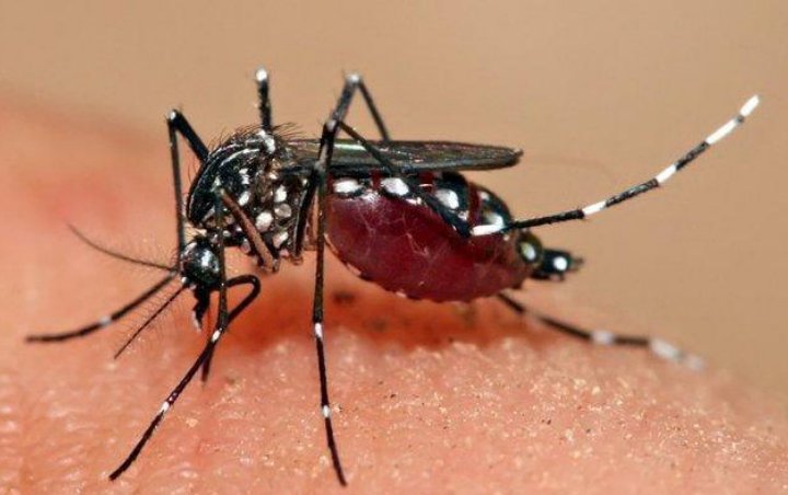 Indonesia-Australia Bikin Proyek Modifikasi Nyamuk Penyebar DBD, Untuk Apa?
