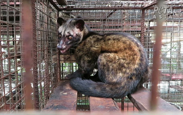 Bikin Nyesek, Begini Penyiksaan yang Dialami Musang Demi Industri Kopi Luwak