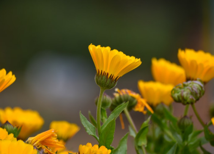Face Mist Bunga Calendula