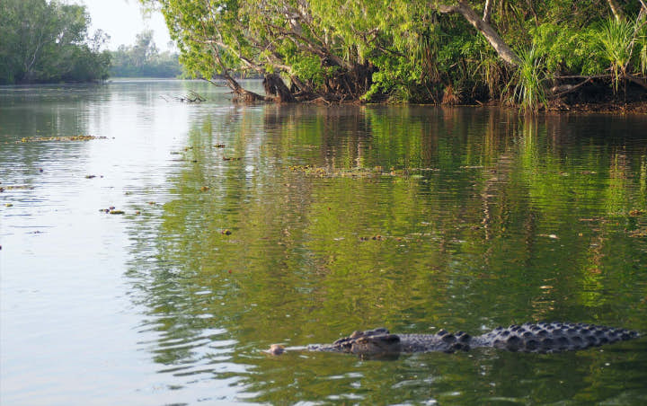 Salah Belok, 3 Kawanan Paus Nyasar di Sungai Penuh Buaya