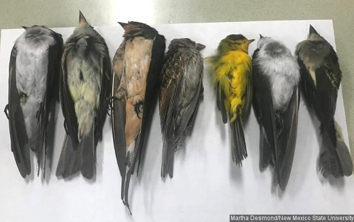 Inherited Disease In Birds