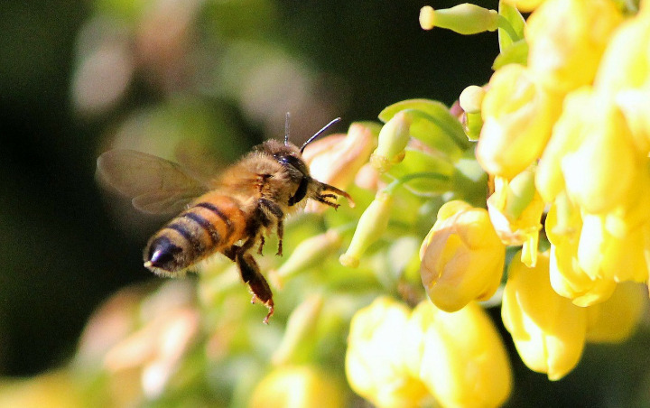 Murah dan Mudah Didapat, 8 Bahan Alami Ini Dikenal Ampuh Untuk Mengobati Sengatan Lebah