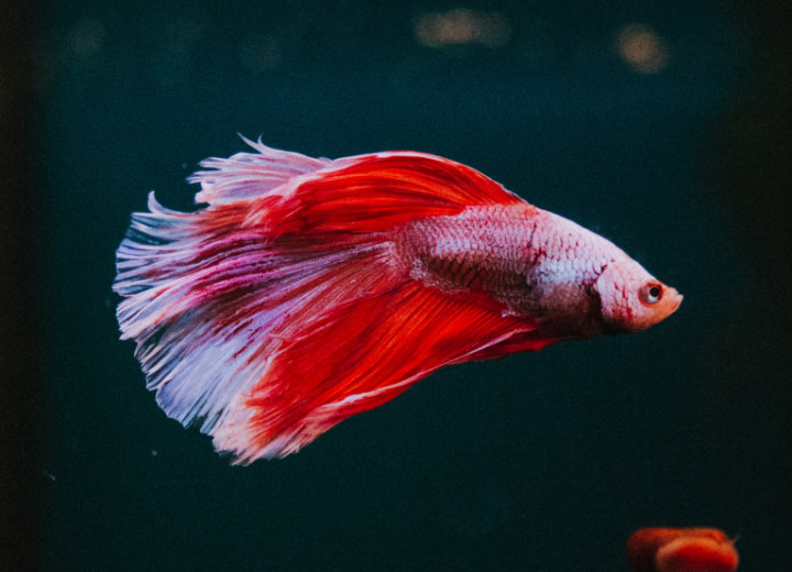 Perdalam Informasi dan Tentukan Jenis Ikan Hias yang Akan  Dibudidayakan