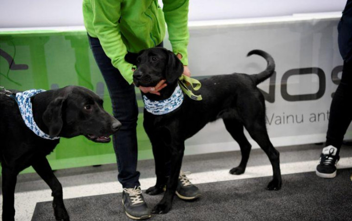 Finlandia Terjunkan Anjing untuk Deteksi COVID-19 di Bandara, Disebut Hampir 100 Persen Sensitif
