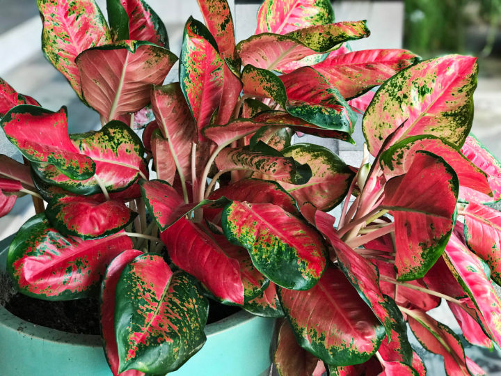 Aglaonema