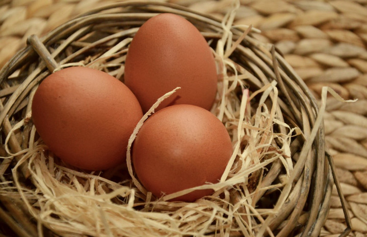 Telur