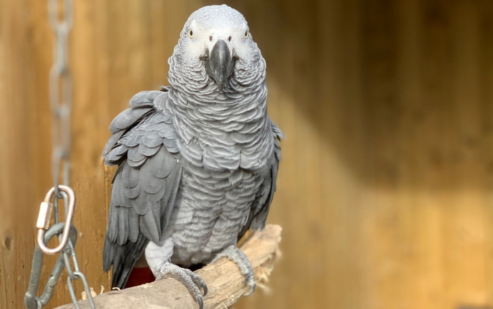 Kerap Beri Sumpah Serapah ke Pengunjung, 5 Burung Beo Kebun Binatang Dilepasliarkan