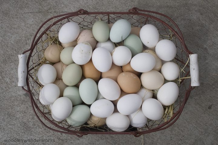 Telur Mentah