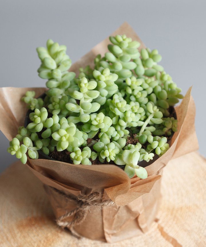 Sukulen Sedum