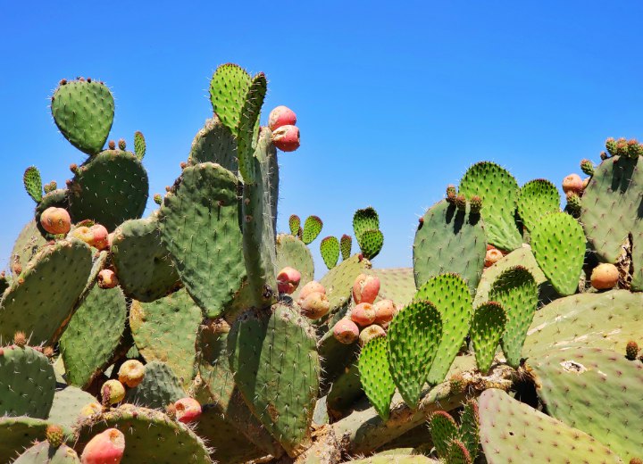 Bunny Ears Cactus