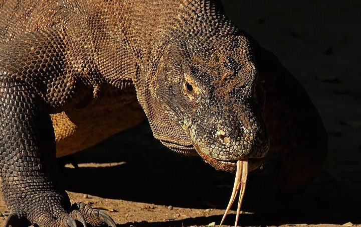 Walhi Sorot Tajam Foto Viral Komodo-Truk Di NTT