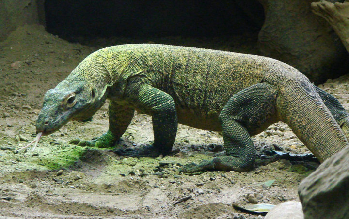 #SaveKomodo Bergema Usai Foto Komodo-Truk Jurassic Park Viral