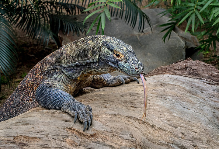 Ancam Komodo, Walhi Desak KLHK Turun Tangan Hentikan Proyek 'Jurassic Park' NTT