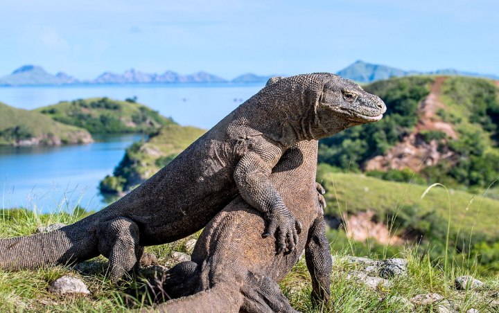 Ini Penjelasan Pemerintah Soal Foto Komodo Hadang Truk Proyek