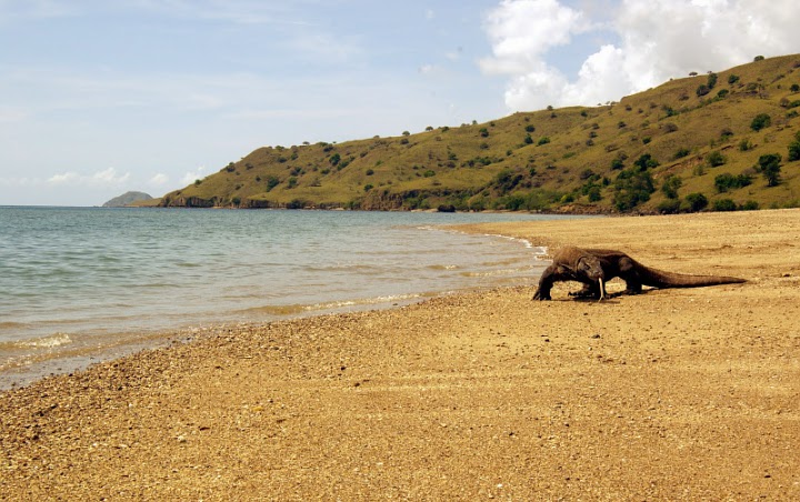 Buntut Heboh Pembangunan 'Jurassic Park' Sampai Dihadang Komodo, Pulau Rinca Kini Ditutup