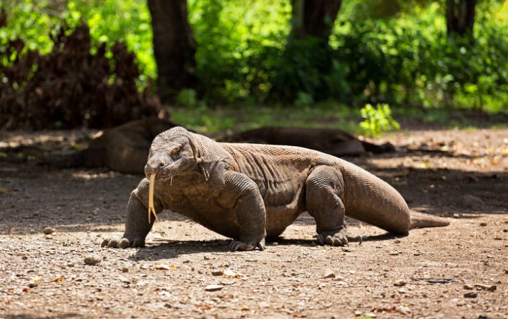 TN Komodo Jadi Warisan Dunia, Perlu Izin UNESCO Untuk Bangun ‘Jurassic Park’?