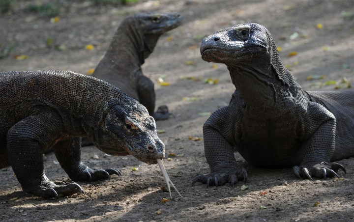 Waduh! Komodo Diprediksi Punah 30 Tahun Lagi, Ini Penyebab Utamanya