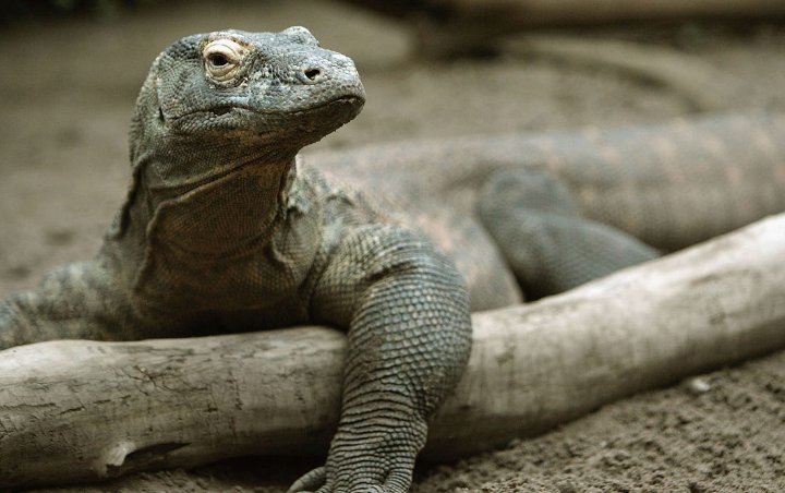 LIPI Peringatkan Bahaya Gigitan Komodo Usai Ramai Polemik ‘Jurassic Park’