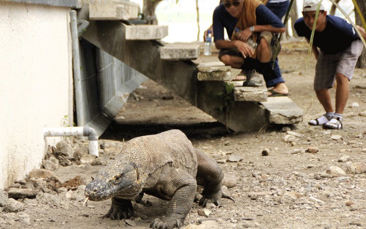 Bukan Jurassic Park, Ini Konsep Pembangunan di Pulau Rinca Komodo