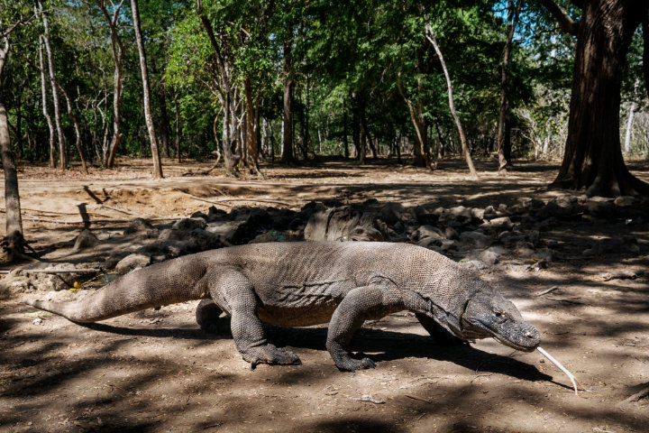 Komodo