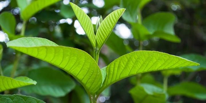 Rebus dengan Daun Jambu Biji