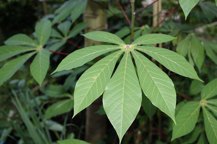 Rebus dengan Daun Singkong