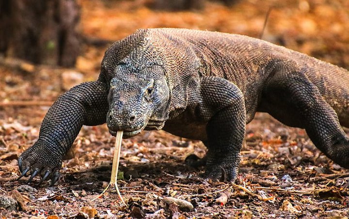 KLHK Ungkap Populasi Komodo Naik, Bukti Pembangunan 'Jurassic Park' Tak Ganggu Konservasi?