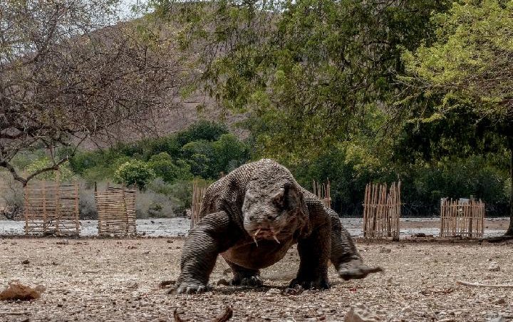 Ternyata Berkonsep Ekowisata, Terungkap Sosok yang Viralkan Istilah 'Jurassic Park' Komodo di NTT