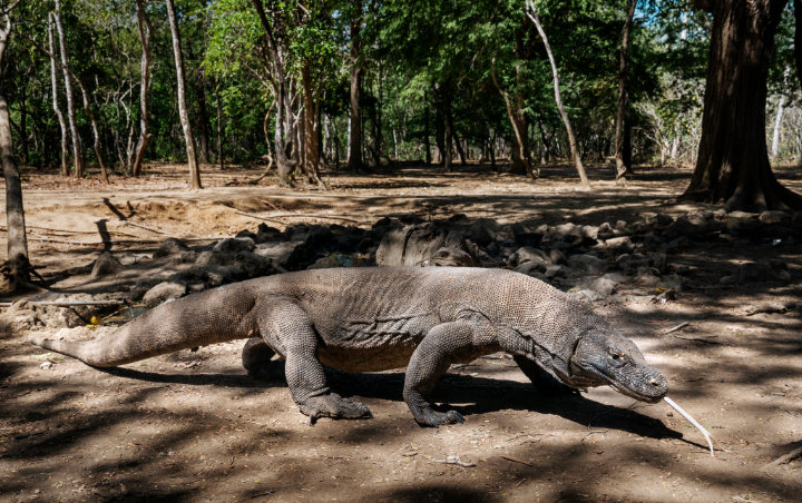 Usai Hadang Truk 'Jurassic Park', Kini Komodo di NTT Nyaris Masuk ke PLTD PLN