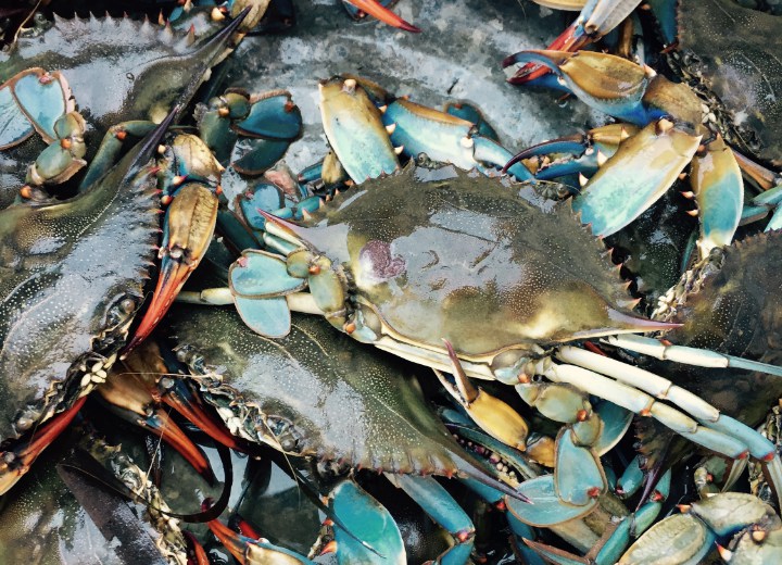 Tanggal Muda Saatnya Makan Enak Ini 7 Tips Memasak Kepiting Agar Lezat Dan Tidak Bau Amis Tanggal Muda Saatnya Makan Enak Ini 7 Tips Memasak Kepiting Agar Lezat Dan Tidak Bau Amis